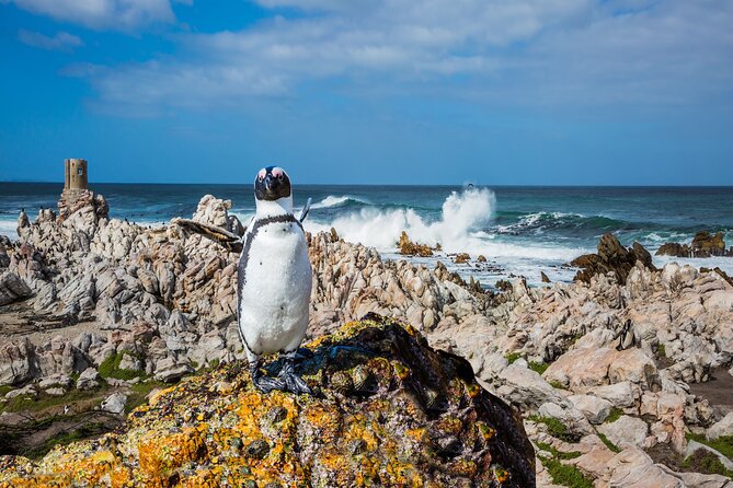 Best of the Cape Private full day tour - Boulders Beach and African penguins
