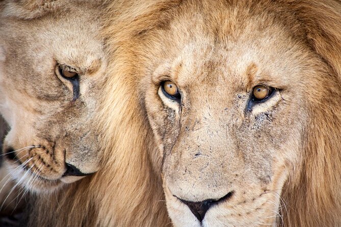 Big 5 Aquila Safari Full Day Tour and Lunch - Key points to know before booking
