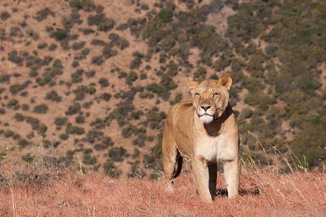 Big 5 Aquila Safari Full Day Tour and Lunch - Buffet lunch at the lodge
