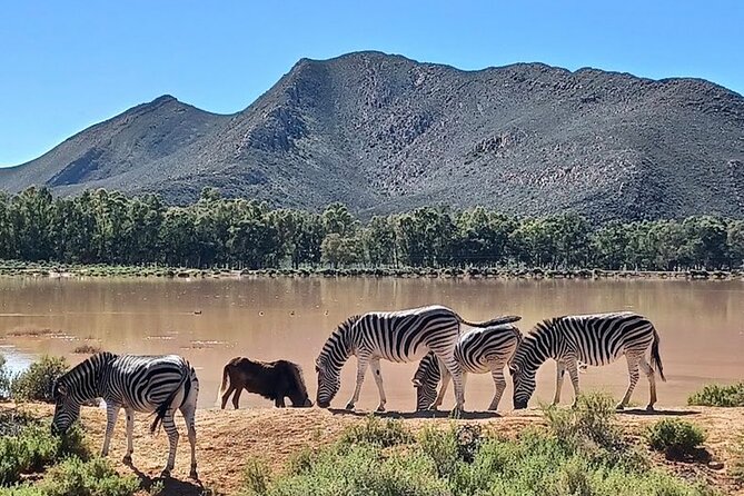 Big 5 Aquila Safari Full Day Tour and Lunch - How the $167.46 price really works