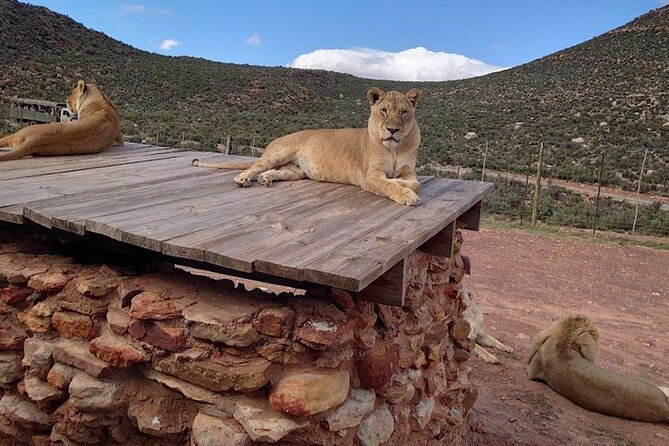 Big 5 Aquila Safari Full Day Tour and Lunch - A private day with a few important limits