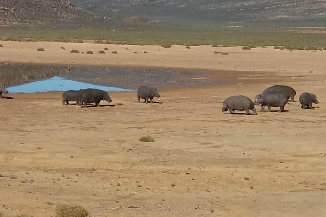 Big 5 Full Day Safari Aquila Lunch plus Breakfast From Cape Town - What the Big Five experience really means here
