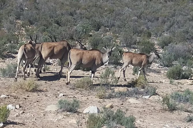 Big 5 Full Day Safari Aquila Lunch plus Breakfast From Cape Town - Lunch and the return to Cape Town
