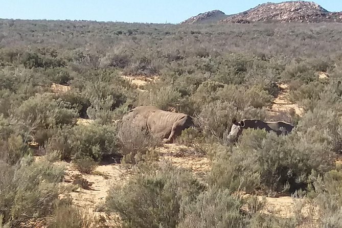 Big 5 Full Day Safari Aquila Lunch plus Breakfast From Cape Town - From Cape Town to Paarl Rock