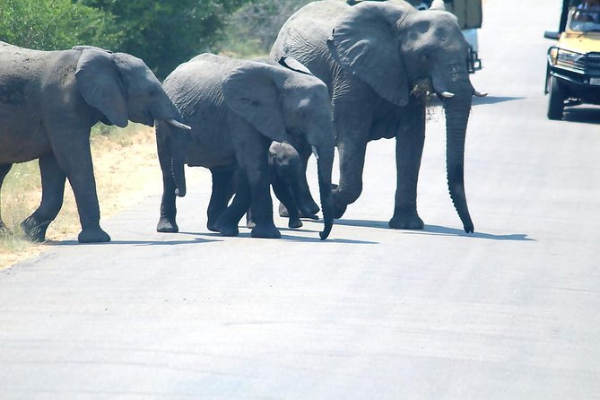 BIG 5 Kruger 3 Days Safari from Johannesburg - Day 3 adds one last safari before the drive home