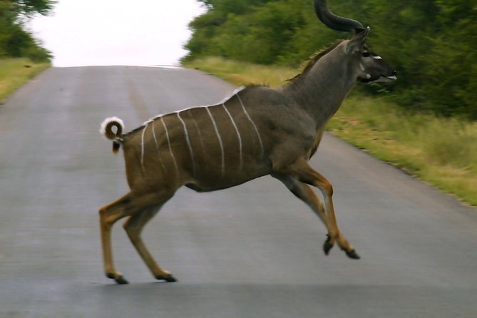 BIG 5 Kruger 3 Days Safari from Johannesburg - The lodge stay and comfort level