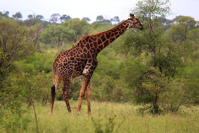 BIG 5 Kruger 3 Days Safari from Johannesburg - Transport, timing, and group expectations