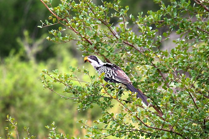 BIG 5 Kruger 3 Days Safari from Johannesburg - Booking advice and cancellation terms