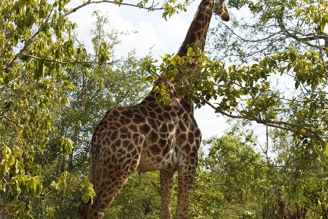 Big 5 Kruger National Park 2 Days Safari from Johannesburg - Day 1: four hours on an afternoon safari