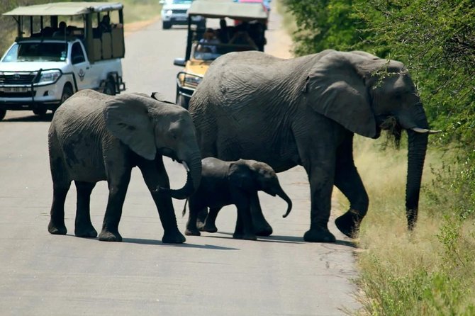 Big 5 Kruger National Park 2 Days Safari from Johannesburg - Overnight in Hazyview: convenience versus comfort