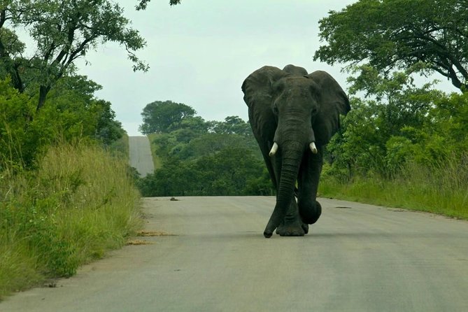 Big 5 Kruger National Park 2 Days Safari from Johannesburg - Day 2: the 5:30 am start