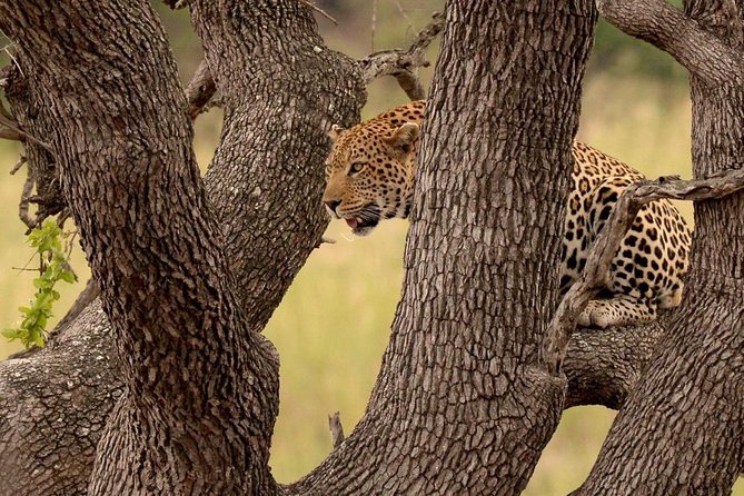 Big 5 Kruger National Park 2 Days Safari from Johannesburg - The five-hour return to Johannesburg
