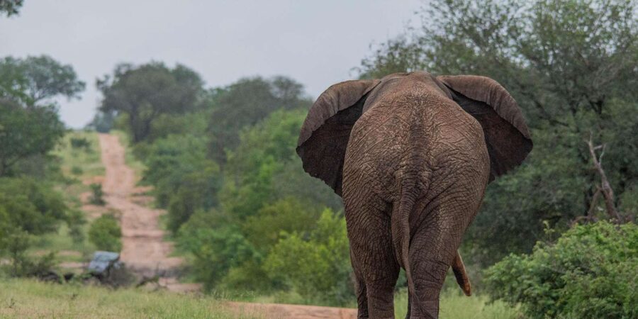 Big 5 Safari Am or Pm - Guide Quality Is Central to the Experience