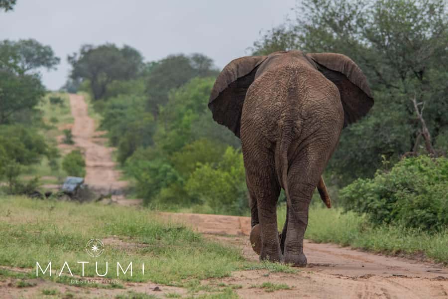 Big 5 Safari Am or Pm - Who Will Get the Most From This Safari?