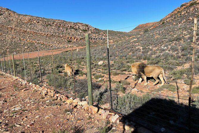 Big 5 Safari Aquila Full Day Private Return From Cape Town - Arriving at Aquila Private Game Reserve