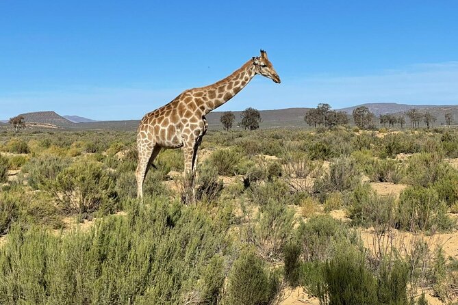 Big 5 Safari Aquila Full Day Private Return From Cape Town - Private transport does not always mean a private game drive