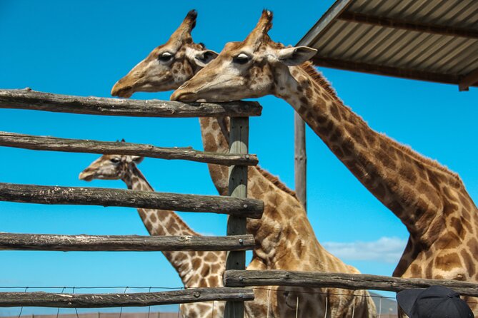 Big 5 Safari Aquila Full Day Private Return From Cape Town - A short pause in Paarl