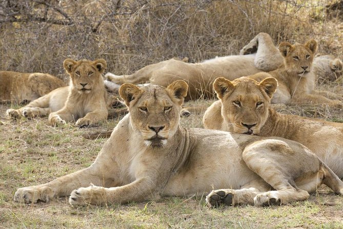 Big 5 Safari Experience at Pilanesberg National Park - Key points to know before booking