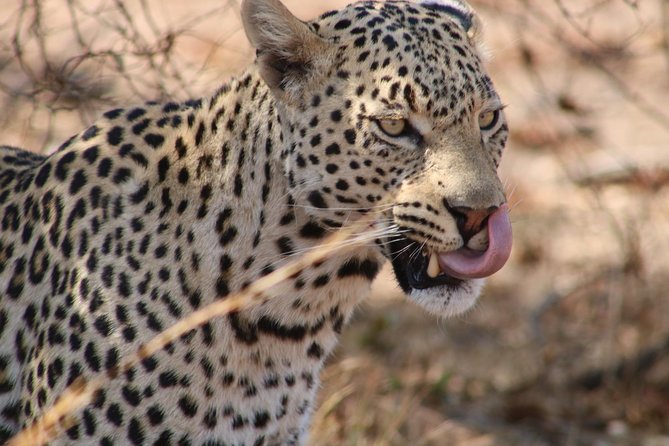 Big 5 Safari Experience at Pilanesberg National Park - Lunch at a bush restaurant