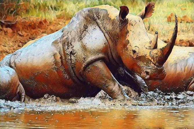 Big 5 Safari Experience at Pilanesberg National Park - The cancellation issue you should understand