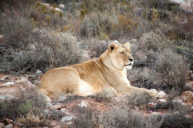 Big 5 Safari One Day Tour - How much value do you get for $227.99?