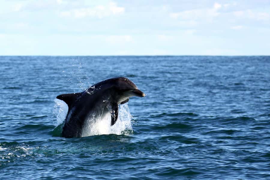 Big 5 Sea Safari Boat Ride of Gansbaai or Walker Bay - Key points to know before boarding