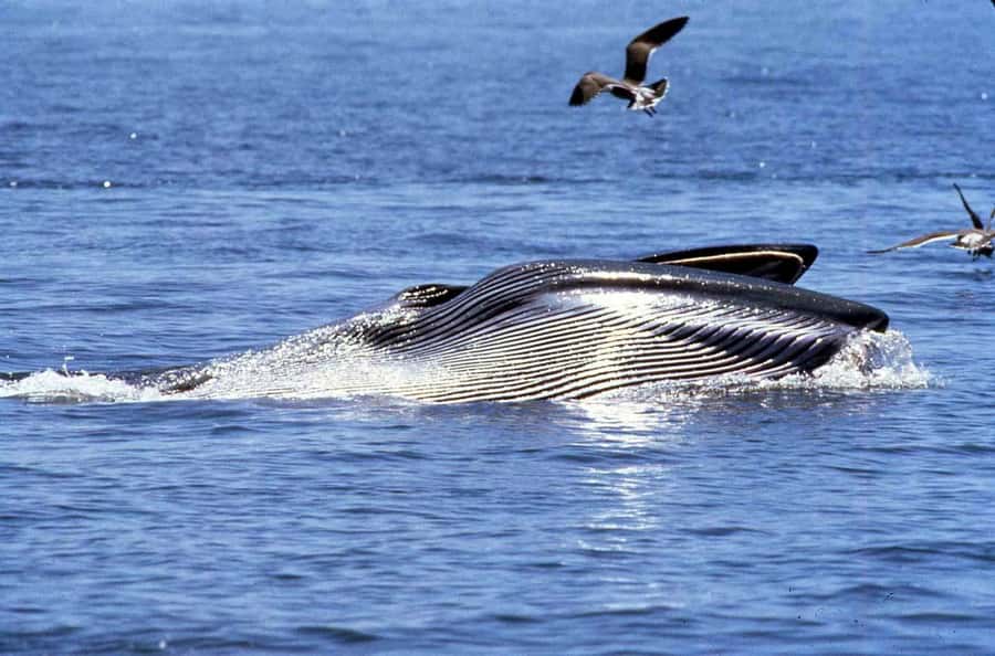 Big 5 Sea Safari Boat Ride of Gansbaai or Walker Bay - Leaving Gansbaai Harbour for Walker Bay