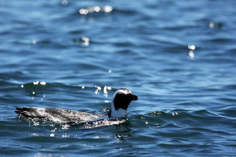 Big 5 Sea Safari Boat Ride of Gansbaai or Walker Bay - Searching the middle of Walker Bay