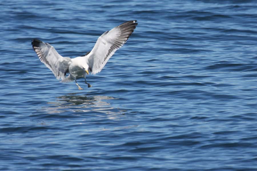 Big 5 Sea Safari Boat Ride of Gansbaai or Walker Bay - Bottlenose dolphins and the best camera moments