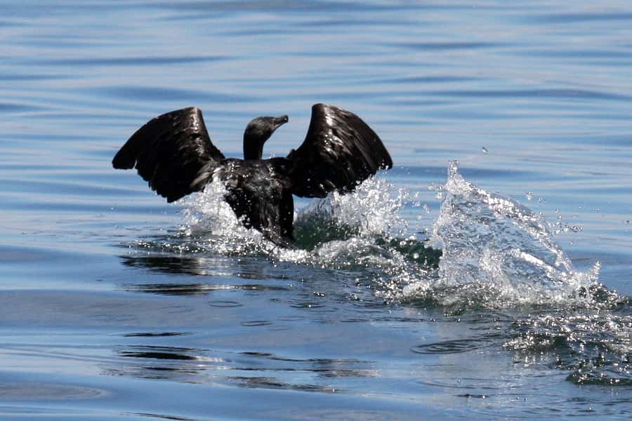 Big 5 Sea Safari Boat Ride of Gansbaai or Walker Bay - What the marine guide adds