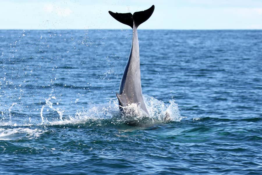 Big 5 Sea Safari Boat Ride of Gansbaai or Walker Bay - Is $109 a fair price?