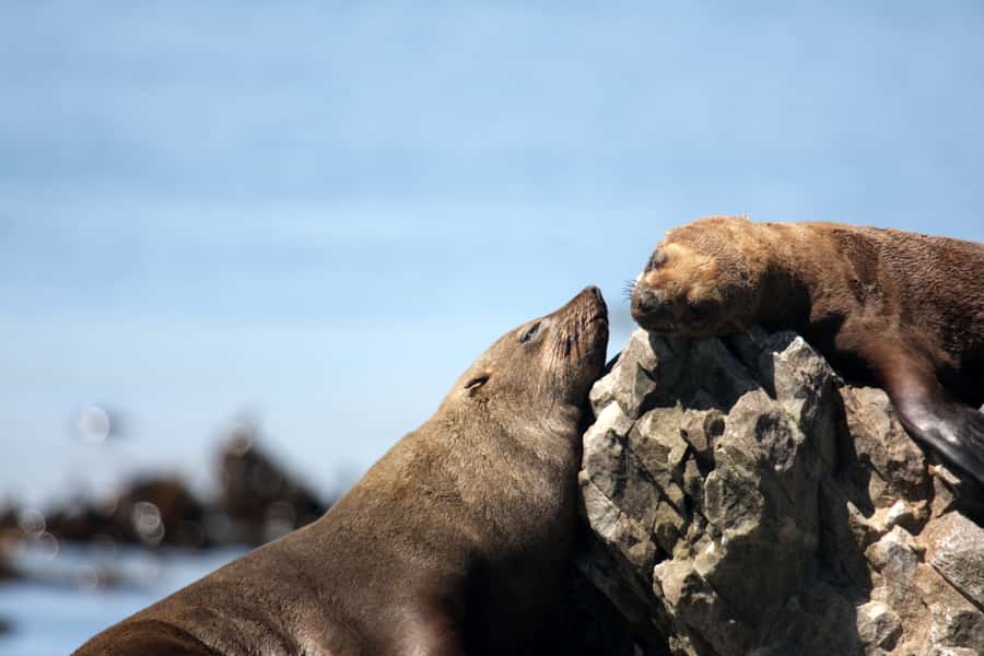 Big 5 Sea Safari Boat Ride of Gansbaai or Walker Bay - Who should book this sea safari?