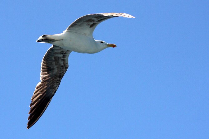Big 5 Sea Safari in Walker Bay from Gansbaai - Key things to know before you book