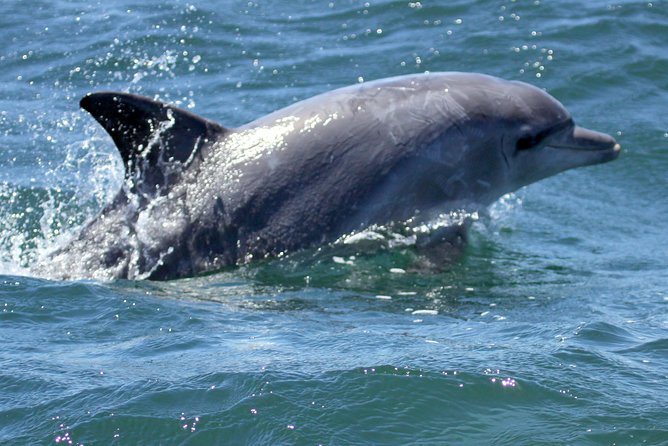 Big 5 Sea Safari in Walker Bay from Gansbaai - The guide commentary and crew service