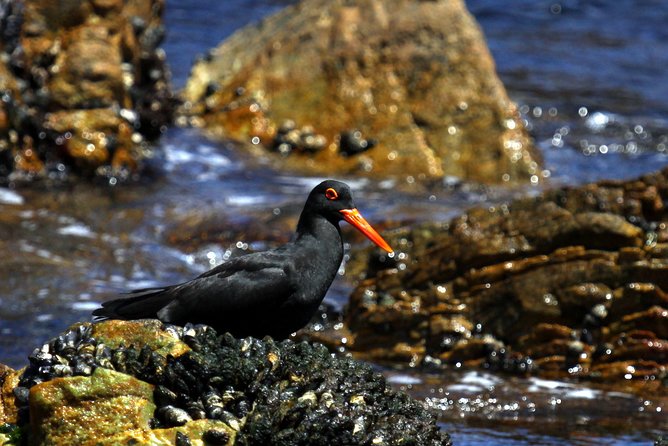 Big 5 Sea Safari in Walker Bay from Gansbaai - Price, group size, and overall value