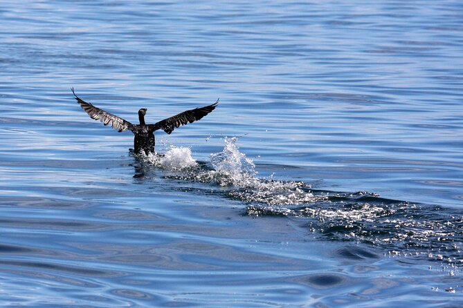 Big 5 Sea Safari in Walker Bay from Gansbaai - Who will enjoy this sea safari most?