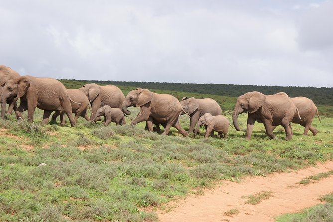 Big 5 Tour from Port Elizabeth - Key points before you book