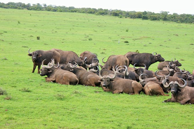 Big 5 Tour from Port Elizabeth - An 8 a.m. pickup sets the pace