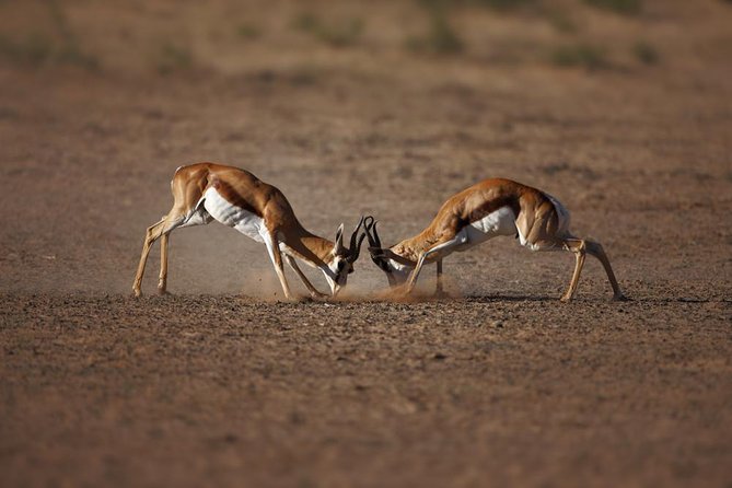 Big Five Game Reserve Wildlife Safari from Cape Town - Arriving at Touws River and Aquila