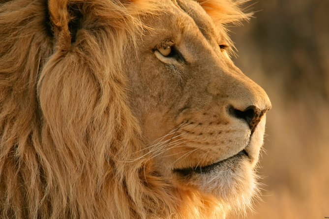 Big Five Safari and Breede River Valley Guided Day Trip - Why This Cape Town Safari Works in One Day