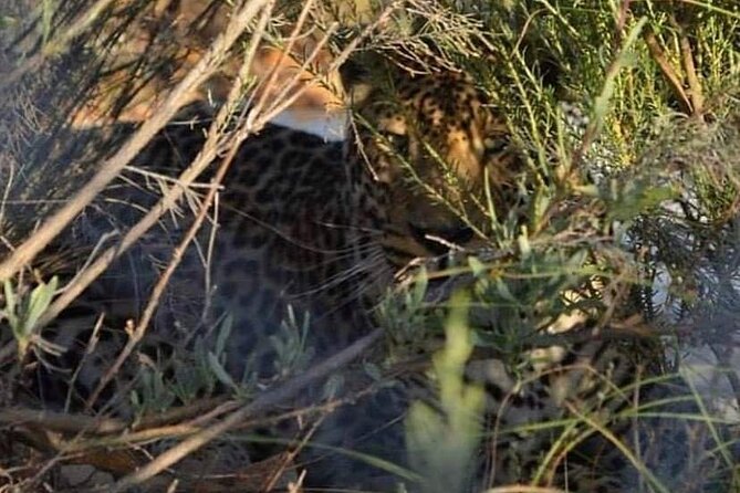 Big Five Safari Experience Near Cape Town ,South Africa - What this Cape Town safari actually offers