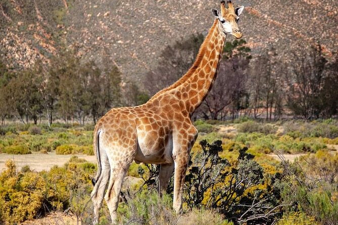 Big Five Safari Experience Near Cape Town ,South Africa - Arriving at Aquila Safari Reserve