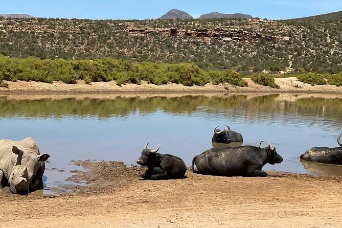 Big Five Safari Experience Near Cape Town ,South Africa - What the $127.19 price really means