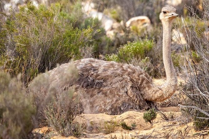 Big Five Safari Experience Near Cape Town ,South Africa - Practical tips for a smoother day
