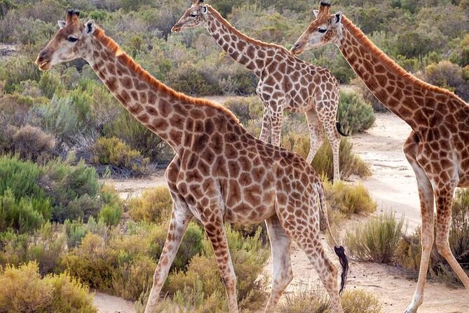 Big Five Safari Experience Near Cape Town ,South Africa - Leaving Cape Town from Kloof Street