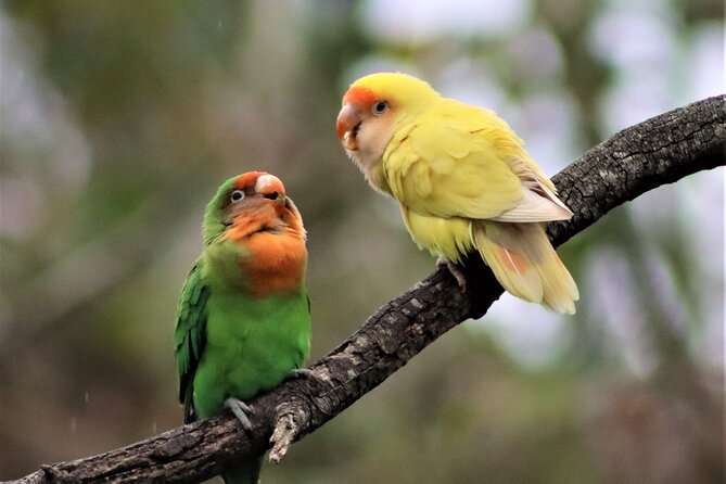 Birds of Eden Admission Ticket - Walking into the world’s largest single-dome aviary