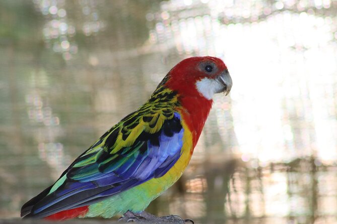 Birds of Eden Admission Ticket - Self-guided freedom, or help from a complimentary guide