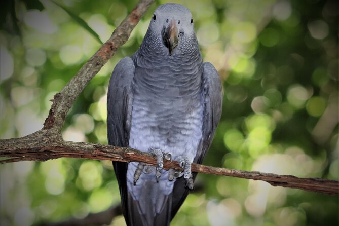 Birds of Eden Admission Ticket - Why the open design is better than a cage-by-cage collection