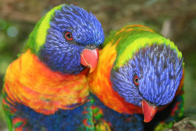 Birds of Eden Admission Ticket - The main drawback: the collection is not exclusively South African