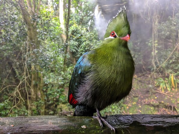 Birds of Eden Admission Ticket - How long to allow for the visit